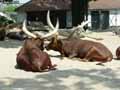 Watusi-20120822234551.jpg
