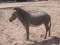 Zebre-20120823000142.jpg