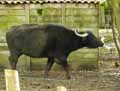 Zebu-20120822234805.jpg
