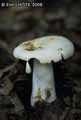champignons-10.jpg