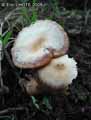 champignons-100.jpg