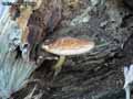 champignons-101.jpg