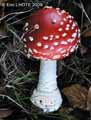 champignons-102.jpg