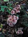 champignons-103.jpg