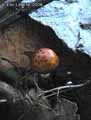 champignons-104.jpg