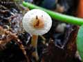 champignons-105.jpg