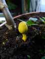 champignons-106.jpg