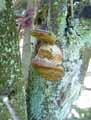 champignons-107.jpg