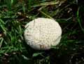 champignons-108.jpg