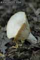champignons-11.jpg