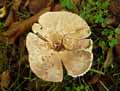 champignons-110.jpg