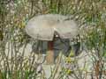 champignons-112.jpg