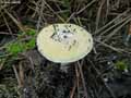 champignons-113.jpg