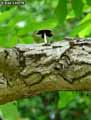 champignons-114.jpg