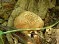 champignons-115.jpg