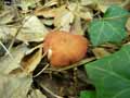 champignons-116.jpg