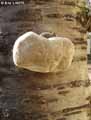 champignons-117.jpg