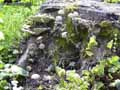 champignons-119.jpg