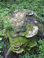 champignons-120.jpg
