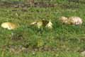 champignons-126.jpg