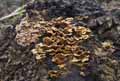 champignons-127.jpg