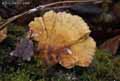 champignons-128.jpg