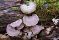 champignons-129.jpg