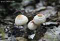 champignons-13.jpg