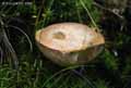 champignons-15.jpg