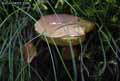 champignons-16.jpg
