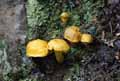 champignons-17.jpg