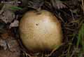 champignons-18.jpg