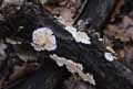 champignons-2.jpg