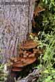 champignons-21.jpg