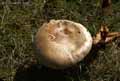 champignons-25.jpg