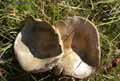 champignons-26.jpg