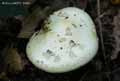 champignons-27.jpg