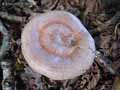 champignons-28.jpg