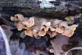 champignons-3.jpg