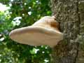 champignons-30.jpg