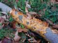 champignons-31.jpg