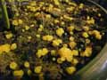 champignons-32.jpg