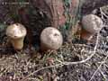 champignons-33.jpg