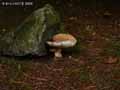 champignons-35.jpg