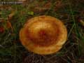 champignons-36.jpg