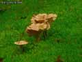 champignons-37.jpg