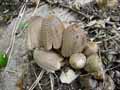 champignons-38.jpg