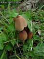 champignons-39.jpg