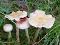 champignons-4.jpg