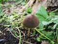 champignons-40.jpg